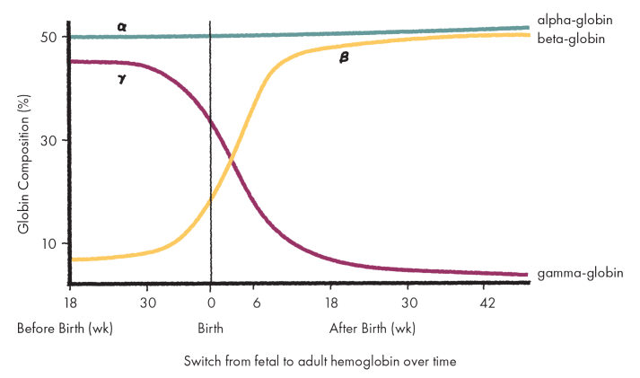 Graph of hemoglobin switching illustrating changing levels of gamma- and beta-globin