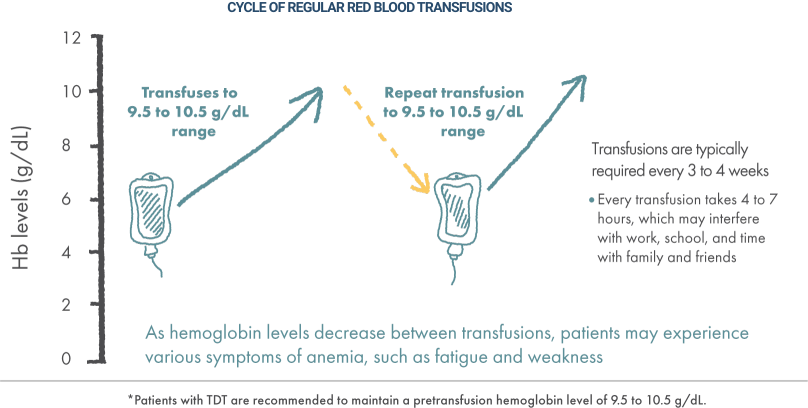 Infographic showing regular red blood cell transfusion cycle for beta thalassemia